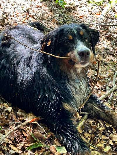 Foto -Challenge  Thema : Dein Hund Im Wald-Beitrag-Bild