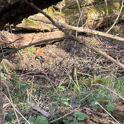 Giftköder-Vermutlich toter Fuchs-Bild