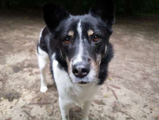 Die Dogorama Kalender Challenge Teil 3/4-Beitrag-Bild