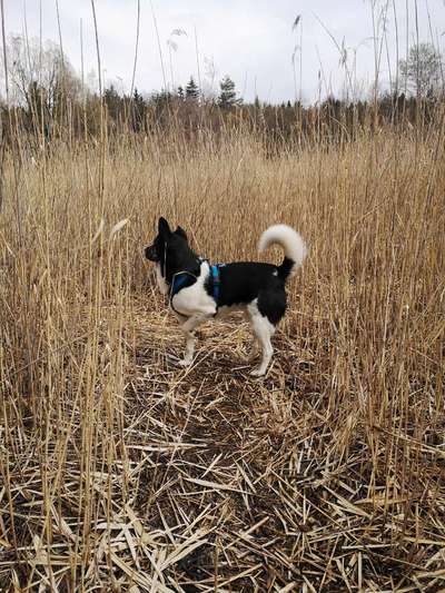 Die wunderschöne Welt mit Hund.-Beitrag-Bild