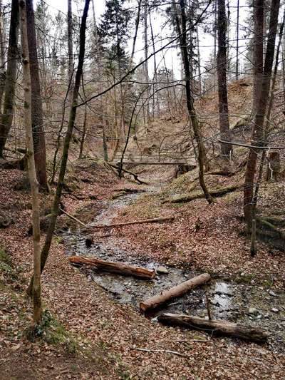 Die wunderschöne Welt mit Hund.-Beitrag-Bild