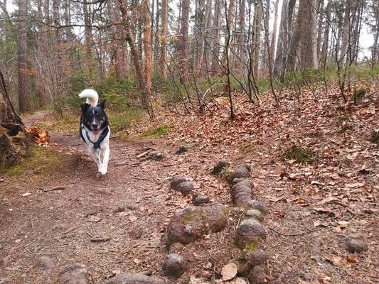 Die wunderschöne Welt mit Hund.-Beitrag-Bild
