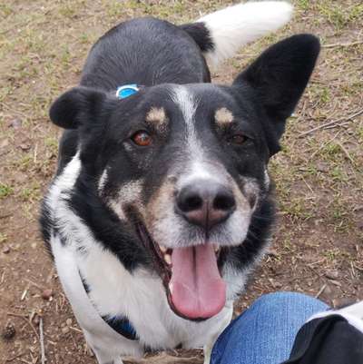 Zeige das lustigste Bild eures Hundis-Beitrag-Bild