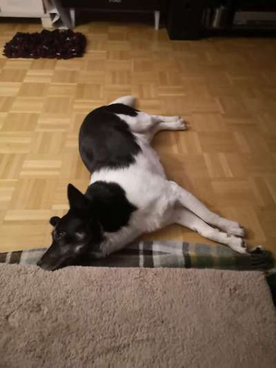 Zeigt mir die lustigsten Schlafpositionen eurer Fellnasen-Beitrag-Bild