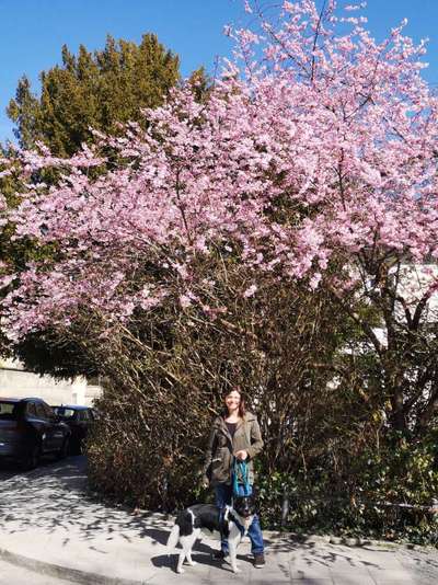 Die wunderschöne Welt mit Hund.-Beitrag-Bild