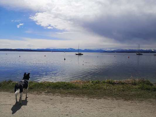 Die wunderschöne Welt mit Hund.-Beitrag-Bild
