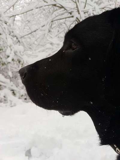 Labradorfans-Beitrag-Bild