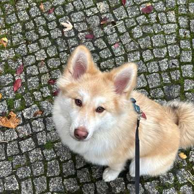 Hundetreffen-Welpentreffen-Bild