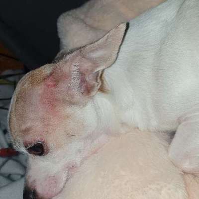 Starker Juckreiz - Bitte dringend um eure Hilfe-Beitrag-Bild