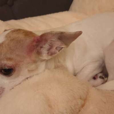 Starker Juckreiz - Bitte dringend um eure Hilfe-Beitrag-Bild