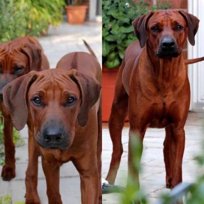 Rhodesian Ridgeback-Beitrag-Bild
