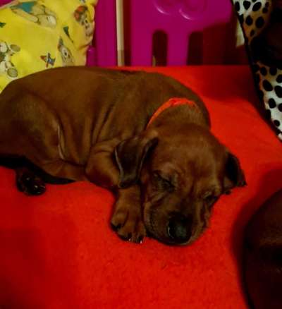 Rhodesian Ridgeback-Beitrag-Bild