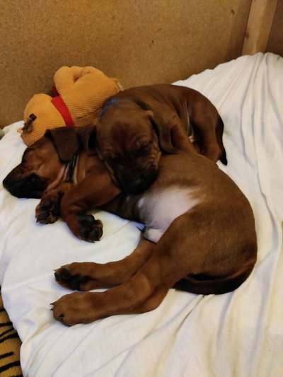 Rhodesian Ridgeback-Beitrag-Bild