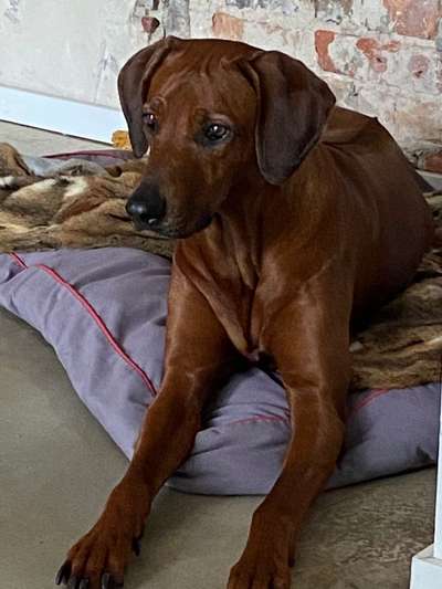 Rhodesian Ridgeback-Beitrag-Bild