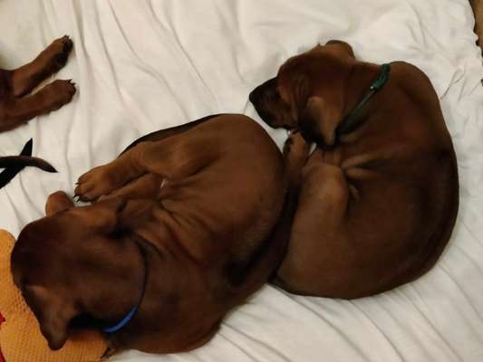 Rhodesian Ridgeback-Beitrag-Bild