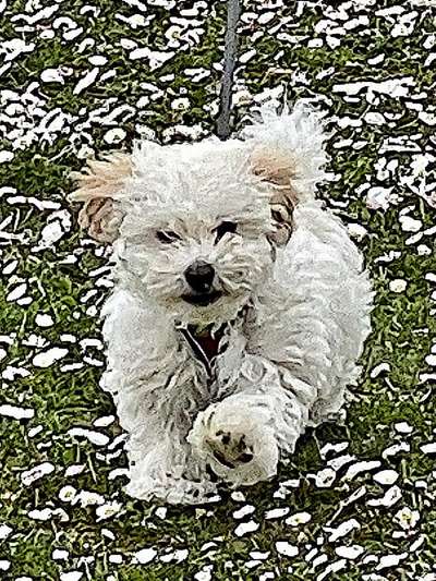 Welpen Bilder !-Beitrag-Bild