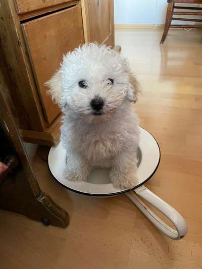 Die Dogorama Kalender Challenge 4/4-Beitrag-Bild