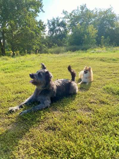 Hundeauslaufgebiet-Hufewiesen-Bild