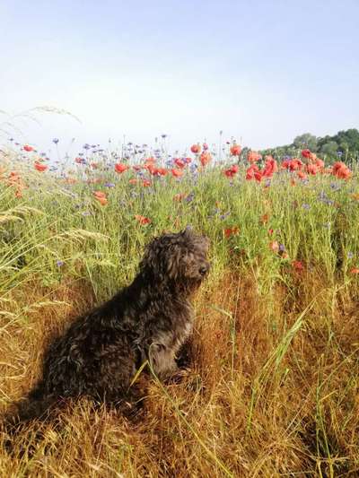 Die Dogorama Monats Challenge "Es grünt und blüht"-Beitrag-Bild