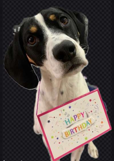 Fotochallange nr. 106
Der geschmückte Hund.-Beitrag-Bild