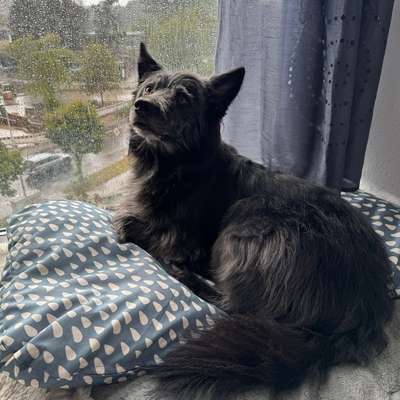 Hundetreffen-Ich suche Menschen mit Hund aus Groß klein, ich Zeit 2 Wochen einen Hund er ist 2 Jahre alt.-Bild