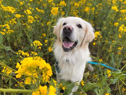 Hundetreffen-Spielfreunde und Trainingspartner gesucht🐶-Bild