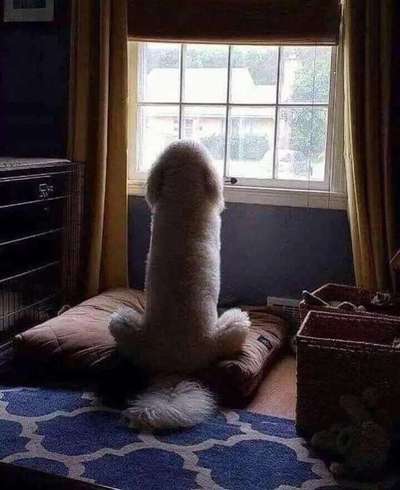 Hunde Memes-Beitrag-Bild