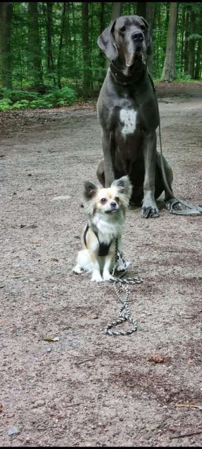 🧨 „Hundetrainer? Brauch ich nicht!“ – Hä?! Oder DOCH?! 🐾-Beitrag-Bild