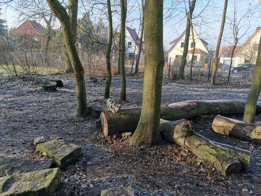 Hundeauslaufgebiet-Bürgerpark Verden-Bild