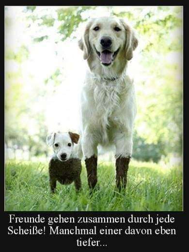 Hunde Memes-Beitrag-Bild