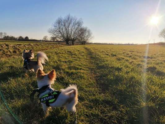 Die wunderschöne Welt mit Hund.-Beitrag-Bild