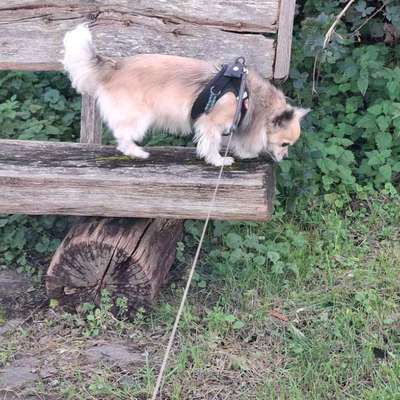Was hat euch heute mit eurem Hund gefreut?-Beitrag-Bild