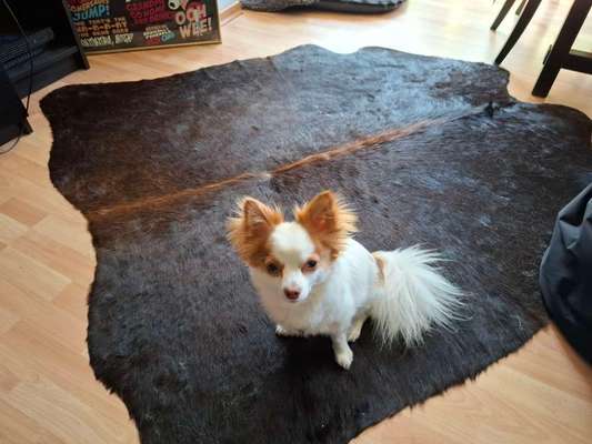 Toolbox zur Unterstützung gestresster Hunde-Beitrag-Bild