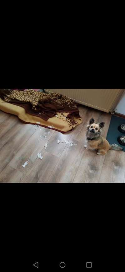 Was haben eure Hunde schon gefressen oder zerstört ?-Beitrag-Bild