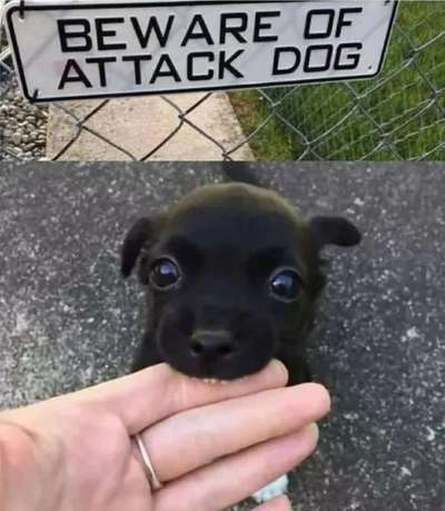 Hunde Memes-Beitrag-Bild