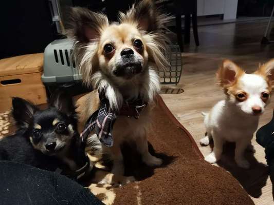 Wurfgeschwister adoptiert- wer hat dies auch? Erfahrungsaustausch-Beitrag-Bild