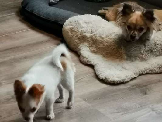 Hunderunde-Beitrag-Bild