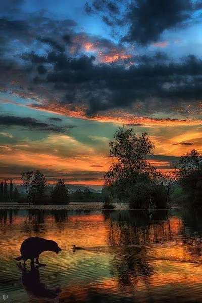 Hunde Memes-Beitrag-Bild