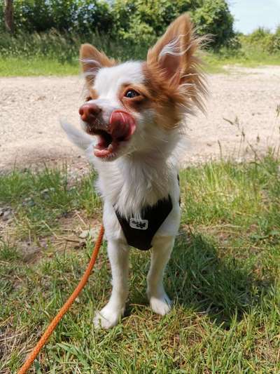 Tongue Out Tuesday-Beitrag-Bild