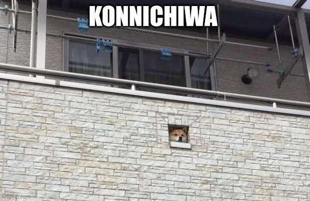 Hunde Memes-Beitrag-Bild