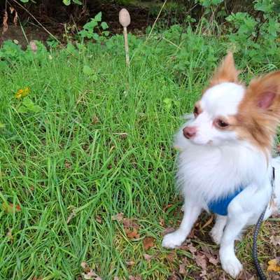 Was hat euch heute mit eurem Hund gefreut?-Beitrag-Bild