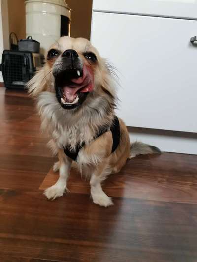 Tongue Out Tuesday-Beitrag-Bild