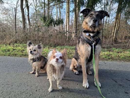 Zwerghunde und die "bösen Grossen"-Beitrag-Bild