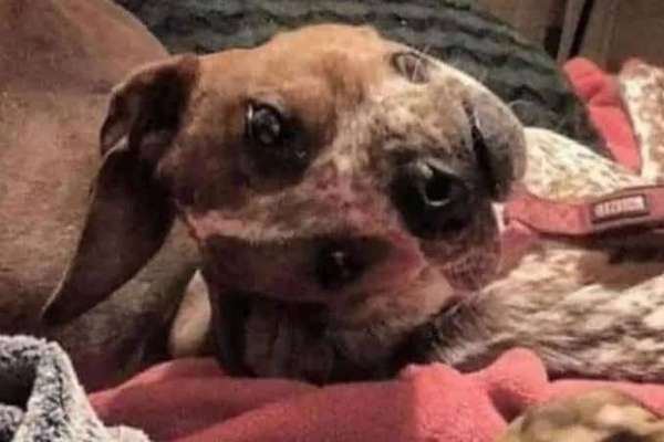 Hunde Memes-Beitrag-Bild