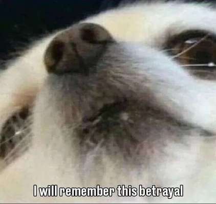 Hunde Memes-Beitrag-Bild