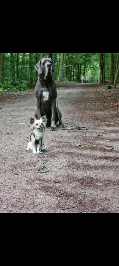 Zwerghunde und die "bösen Grossen"-Beitrag-Bild
