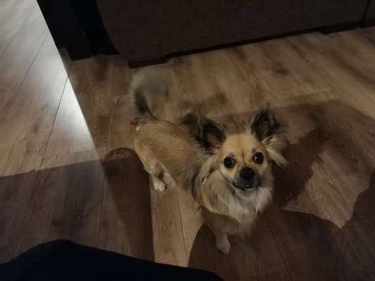 Wo sind die Chihuahua Besitzer ?-Beitrag-Bild