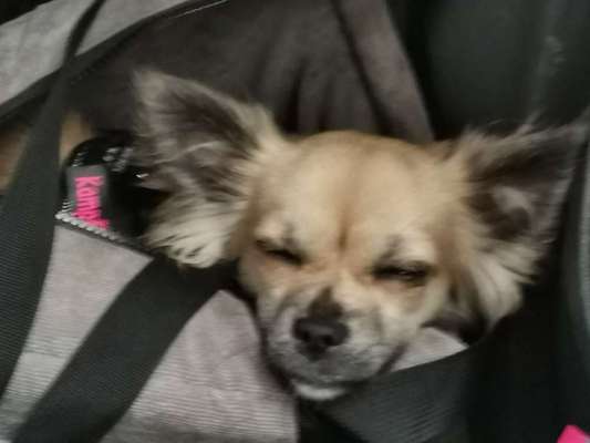 Wo sind die Chihuahua Besitzer ?-Beitrag-Bild