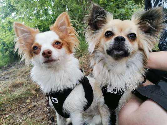 Wieviel Geschirre und Leinen habt Ihr?-Beitrag-Bild