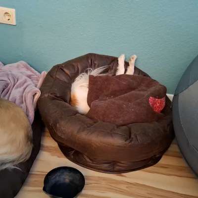 Wie lange vermissen Hunde einen Menschen?-Beitrag-Bild